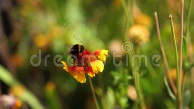 夏天，大<strong>黄</strong>蜂坐在自然界的<strong>黄红色</strong>美丽的花朵上